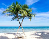 image: palm trees